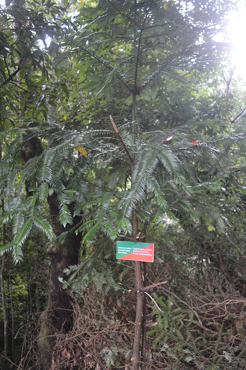 Cephalotaxus griffithii