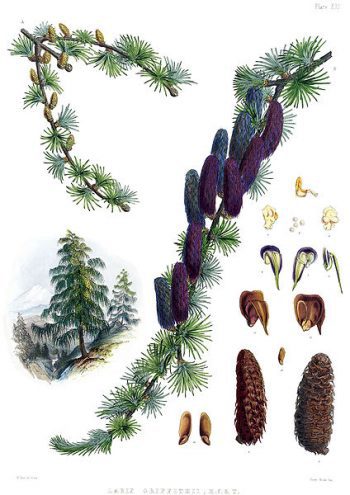 Larix griffithii