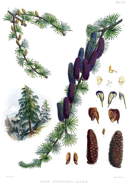Larix griffithii