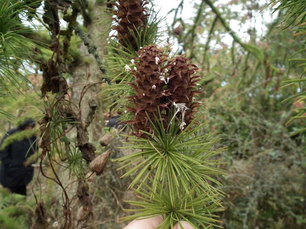 Larix griffithii