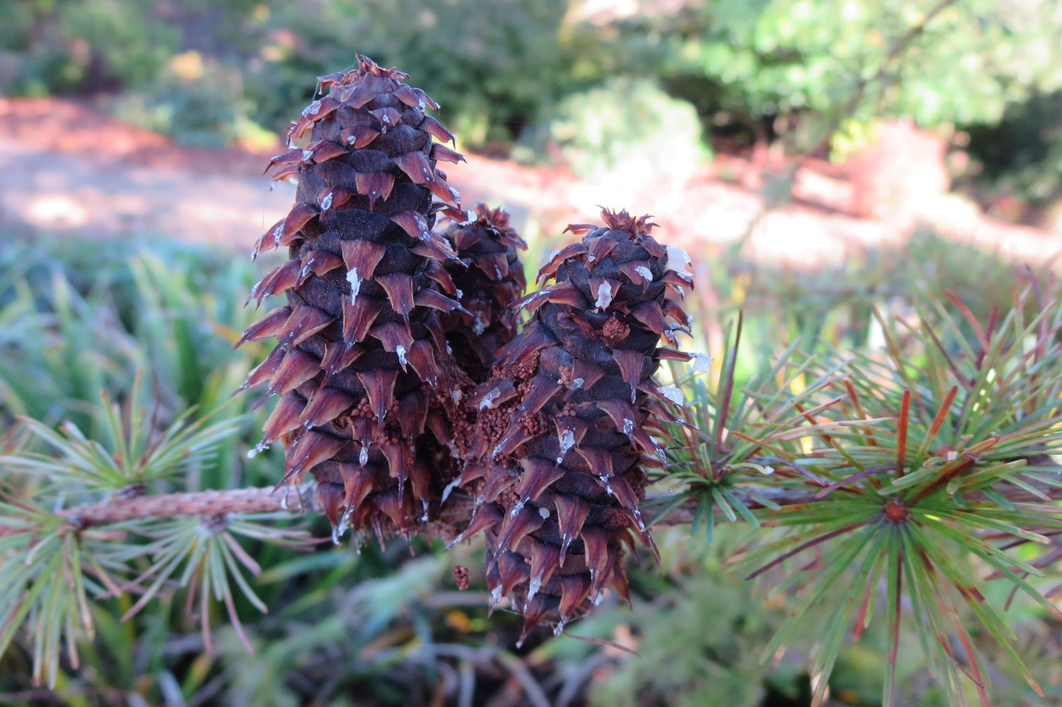 Larix griffithii