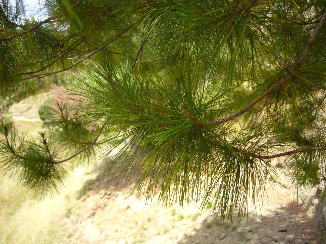 Pinus greggii