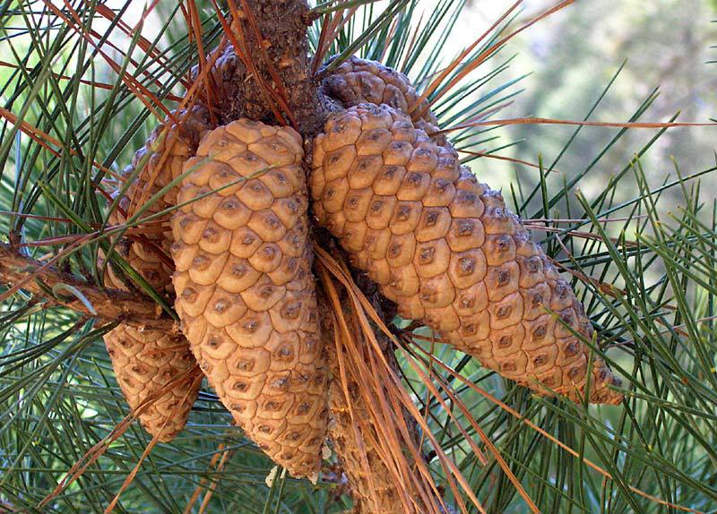 Pinus greggii