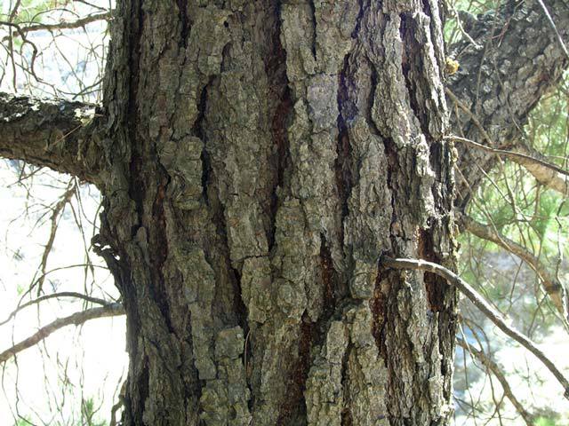 Pinus greggii