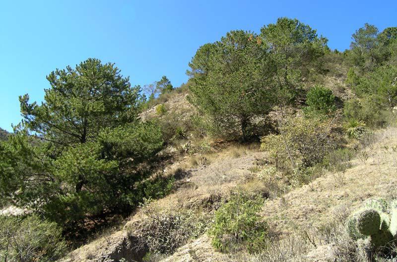 Pinus greggii