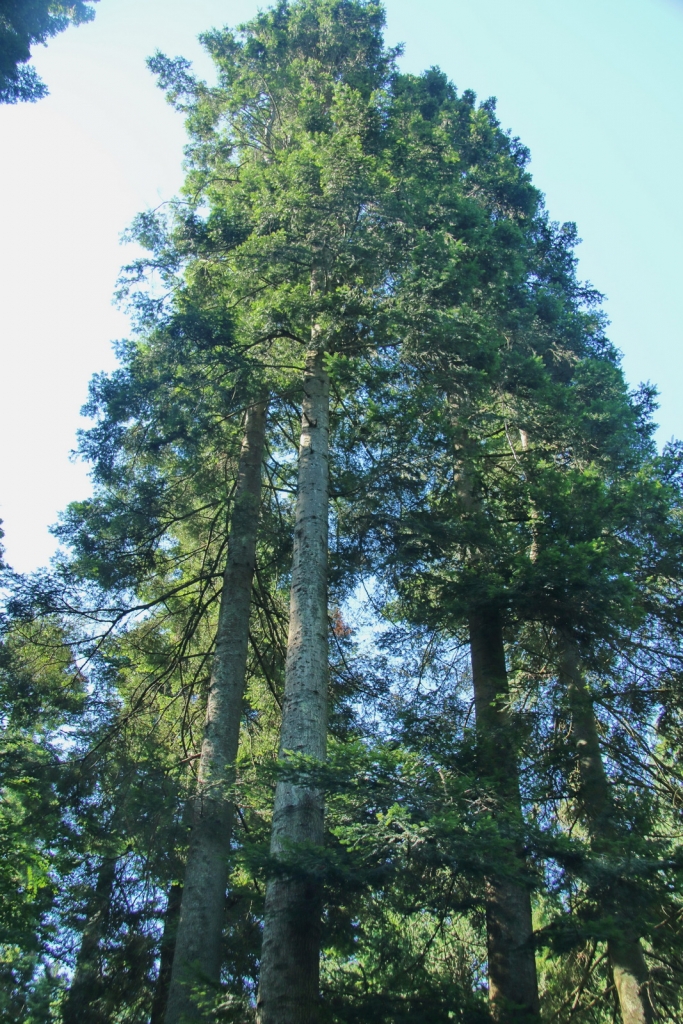 Abies grandis