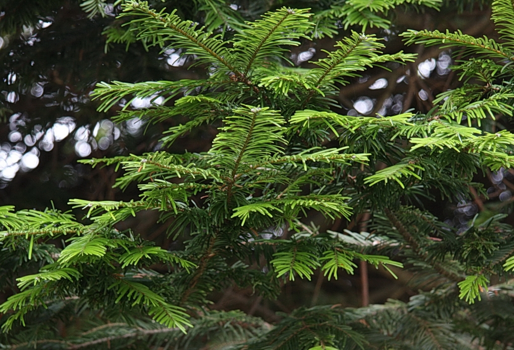 Abies grandis