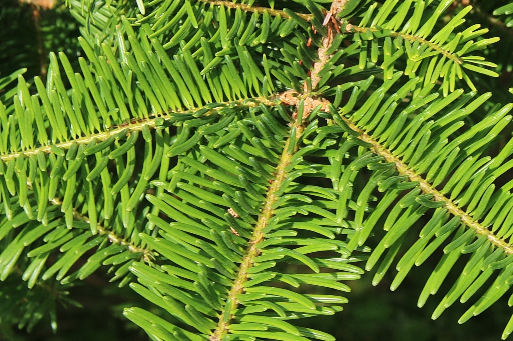 Abies grandis