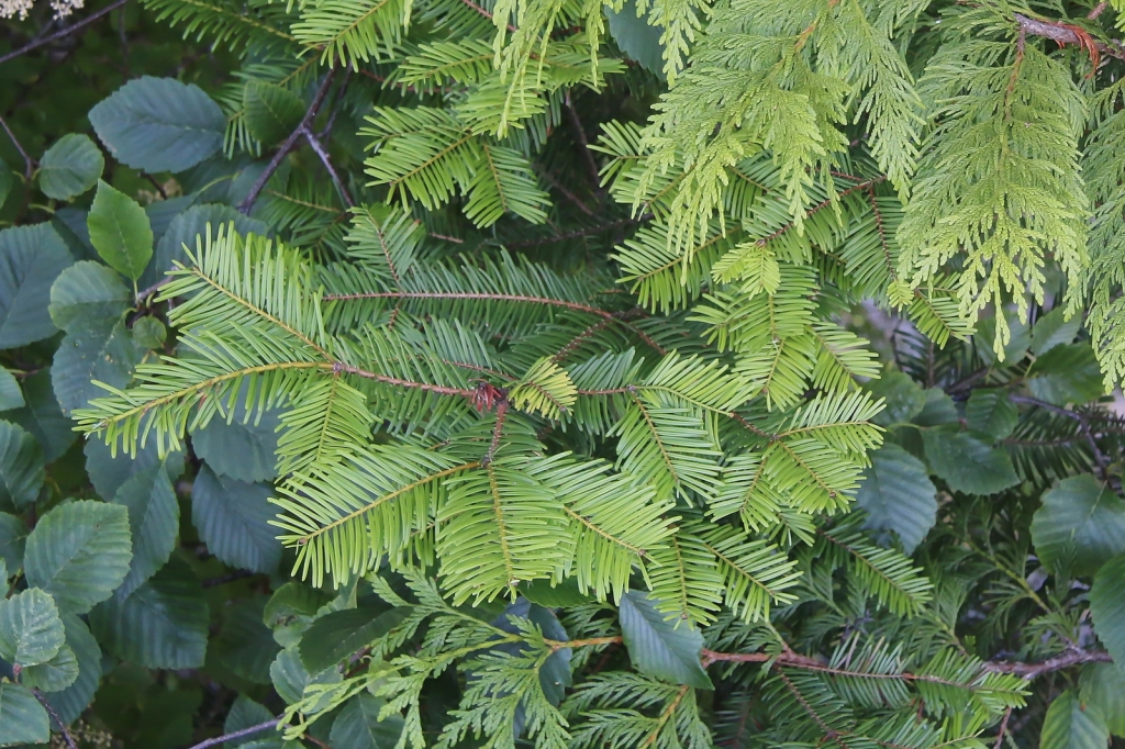 Abies grandis