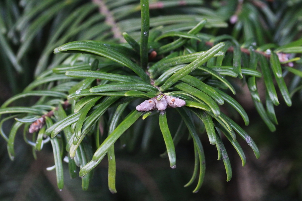 Abies grandis