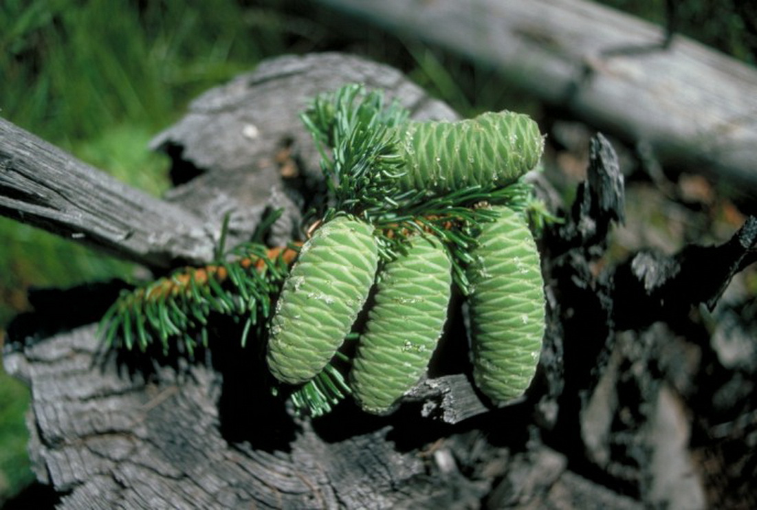 Abies grandis