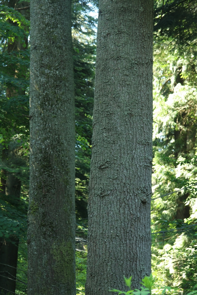 Abies grandis