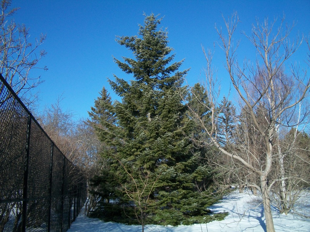 Abies grandis