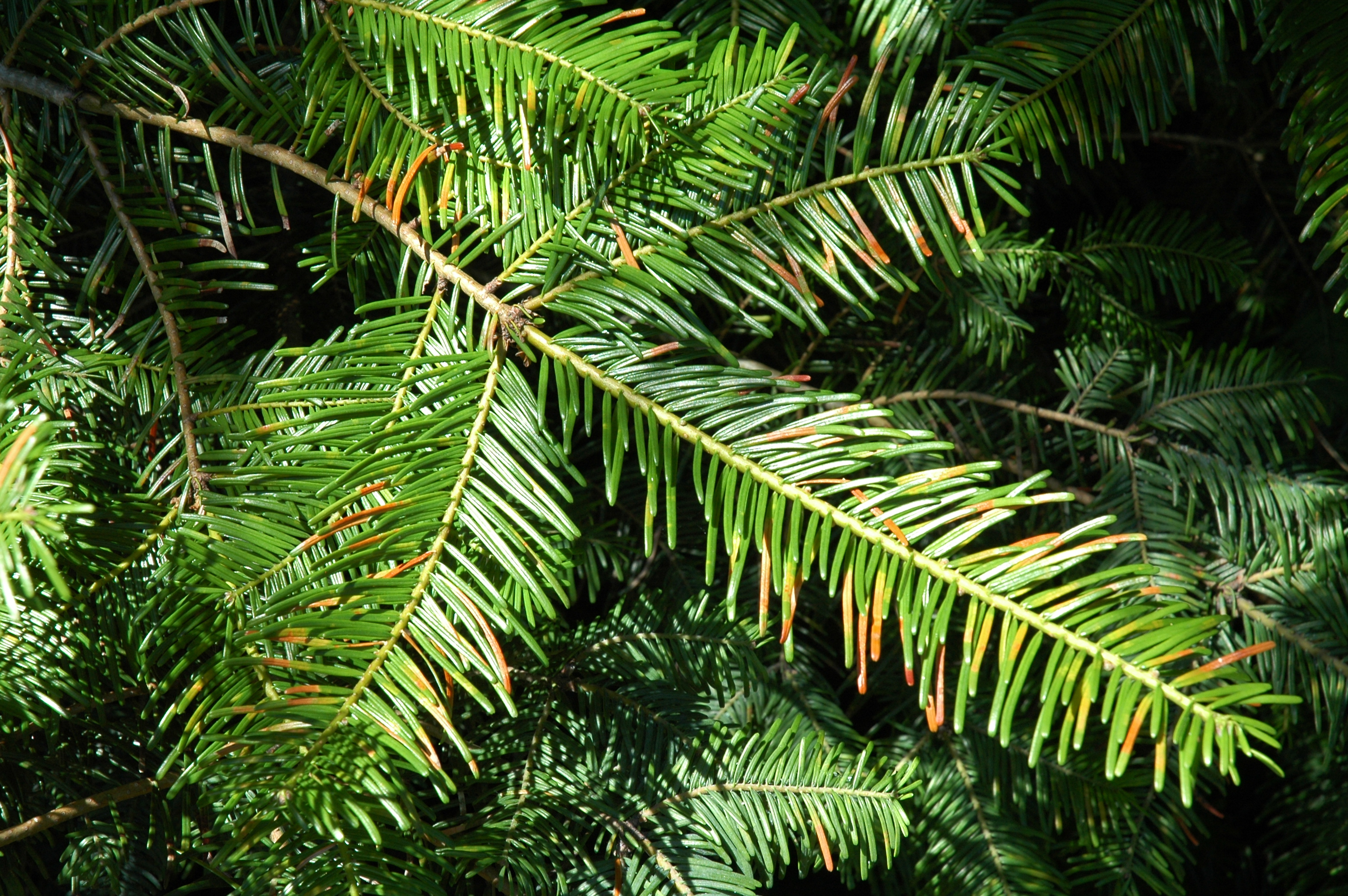 Abies grandis