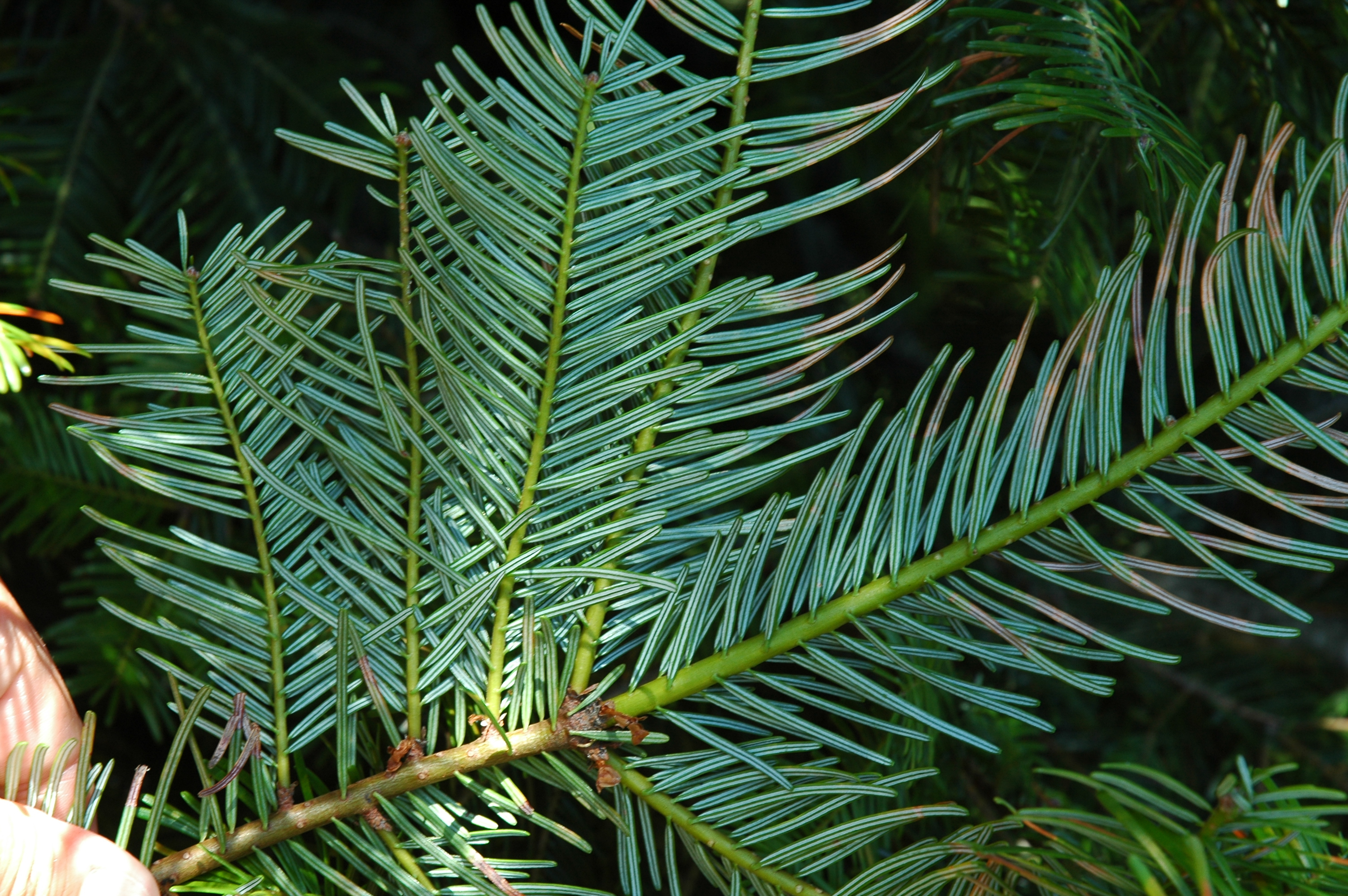 Abies grandis