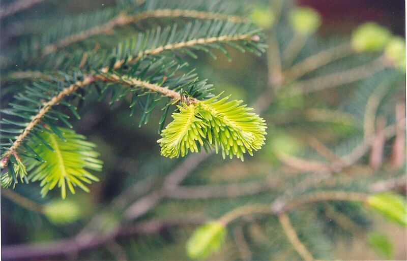 Abies grandis
