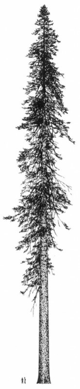 Abies grandis