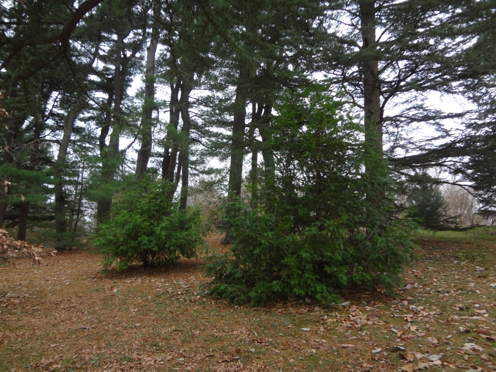 Torreya grandis