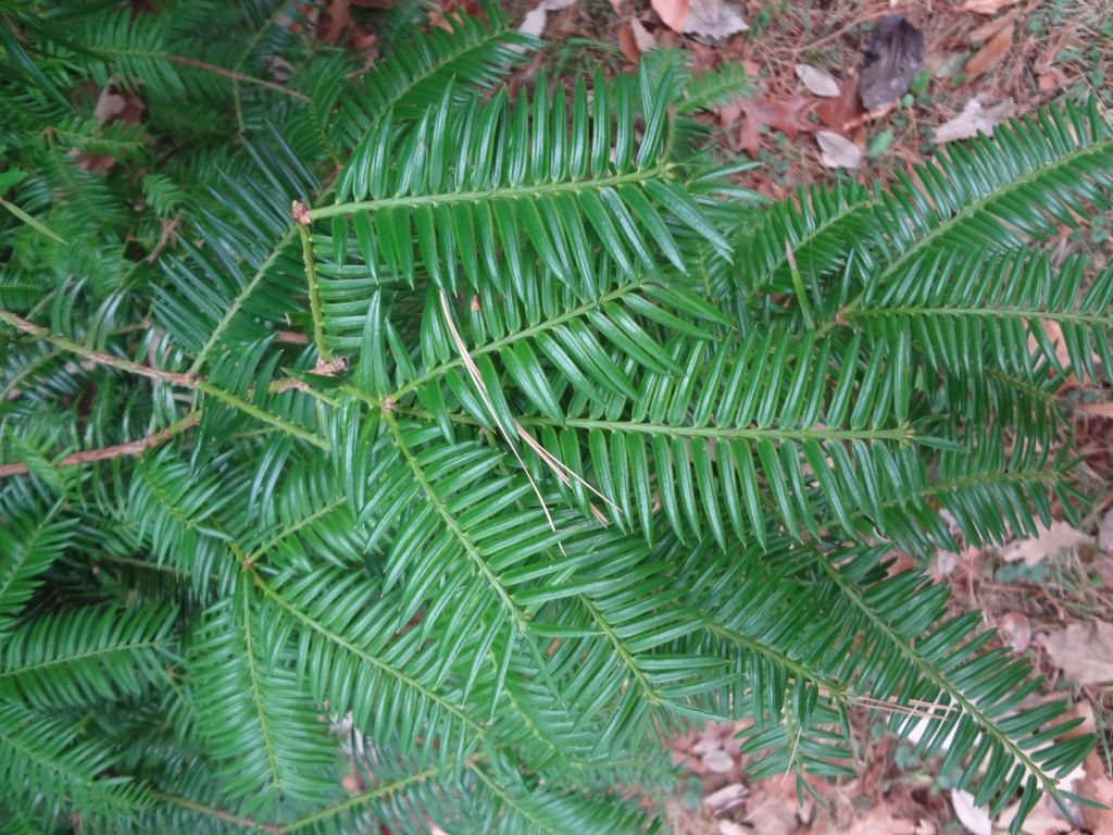 Torreya grandis