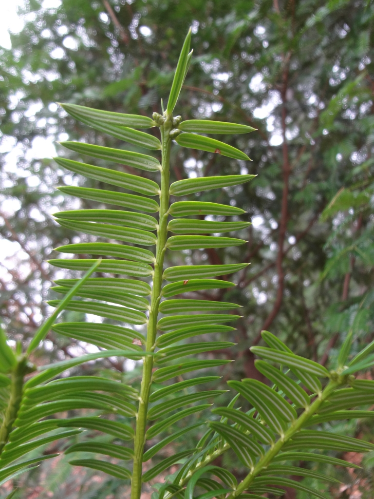 Torreya grandis