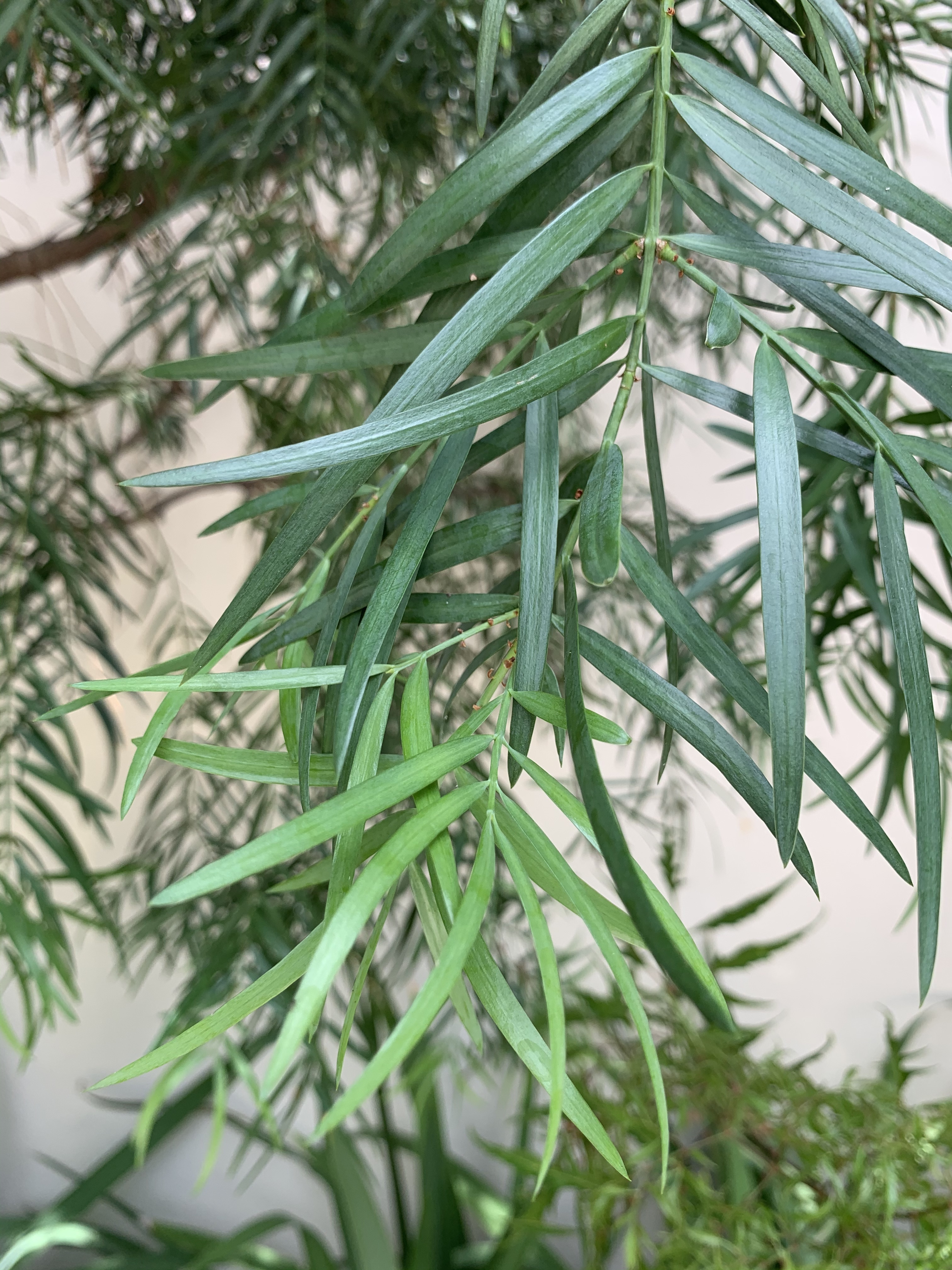 Afrocarpus gracilior