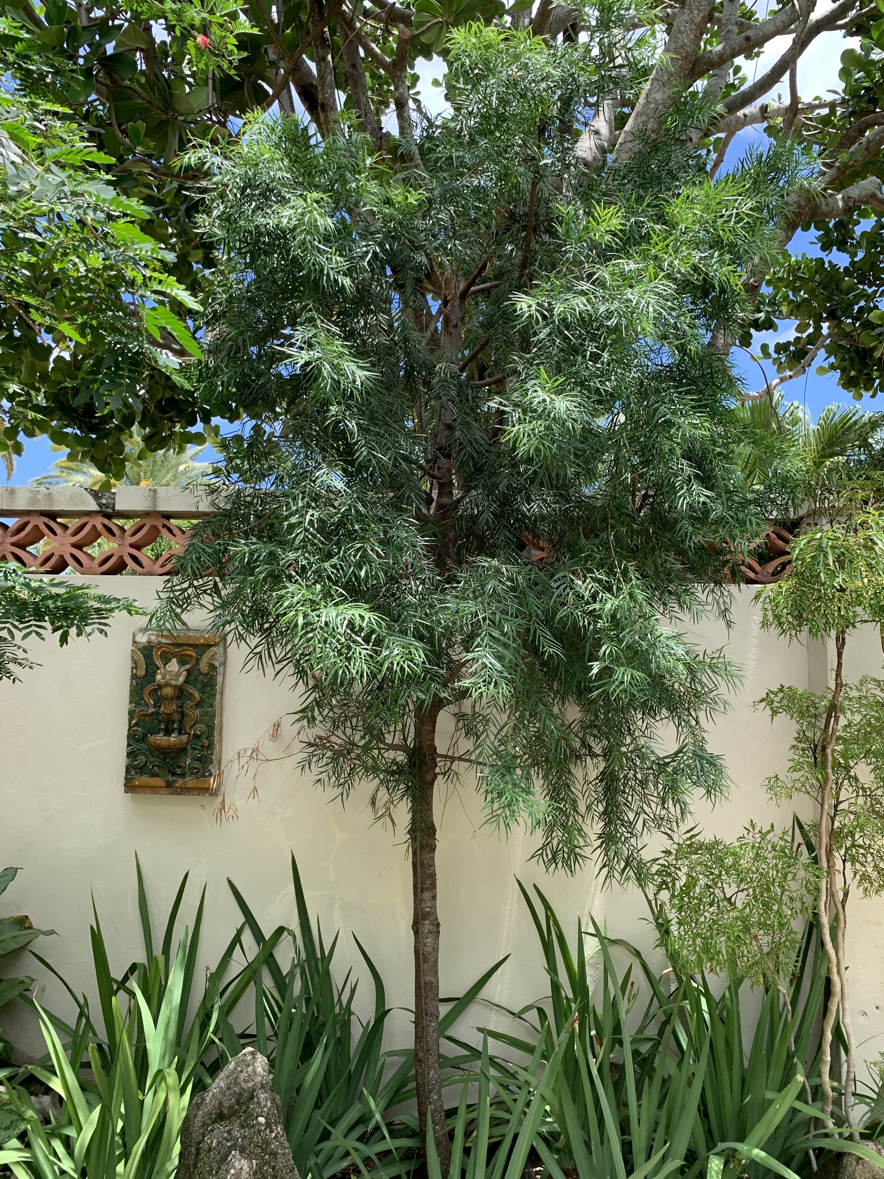 Afrocarpus gracilior