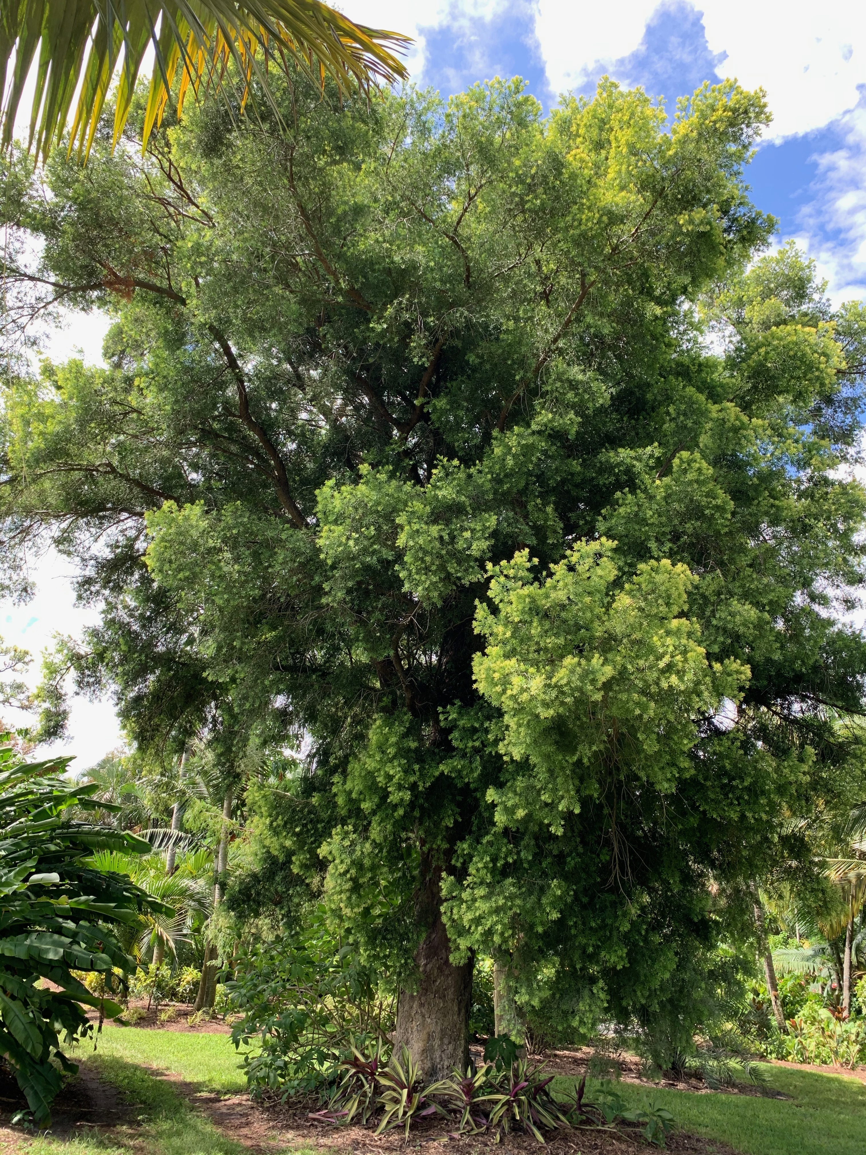 Afrocarpus gracilior