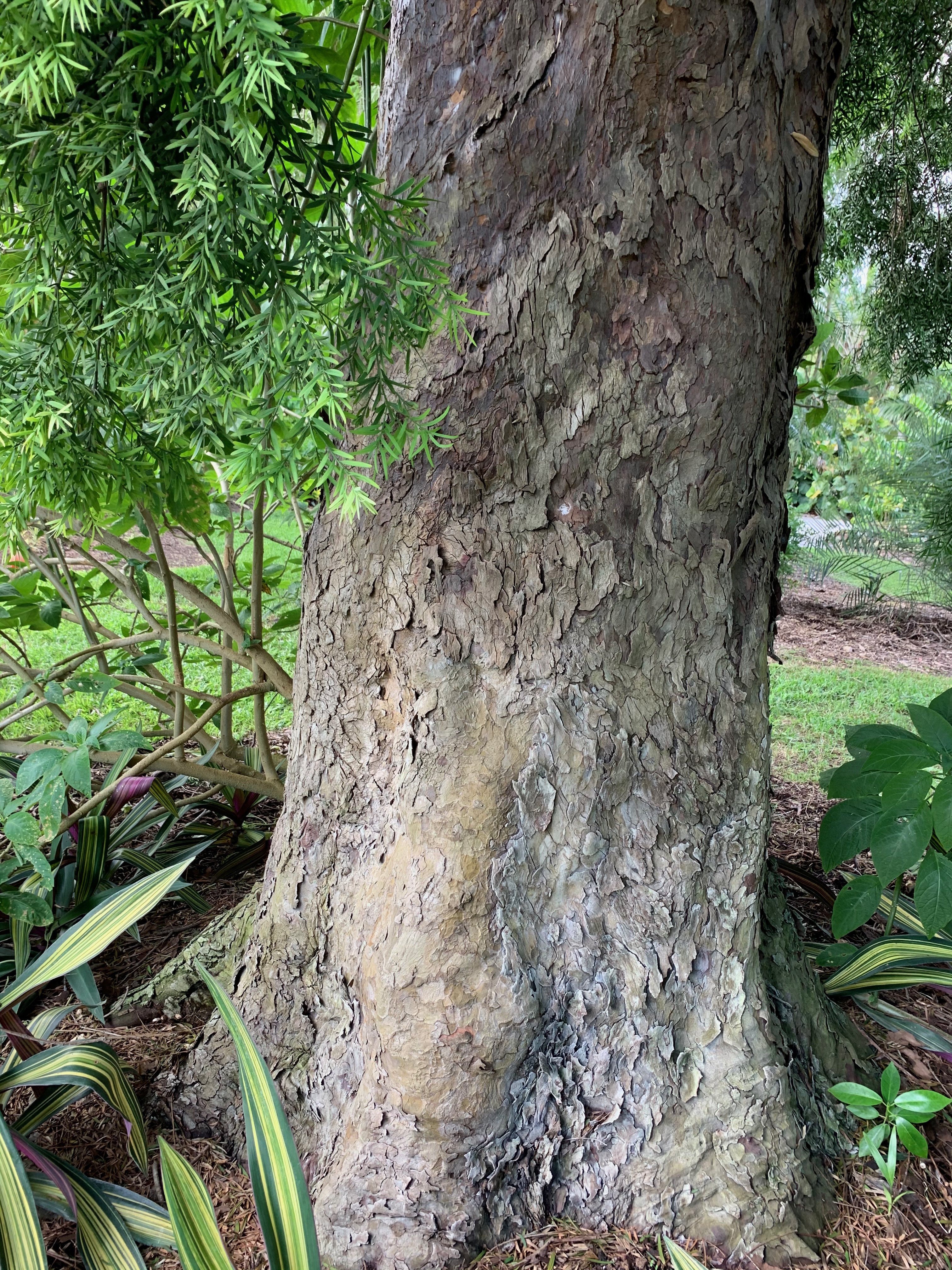 Afrocarpus gracilior