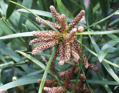 Afrocarpus gracilior