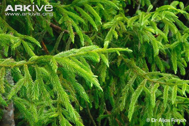 Dacrydium gracile