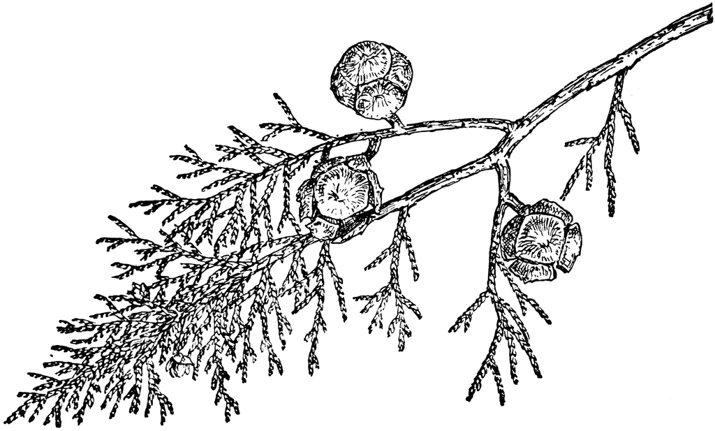 Cupressus goveniana