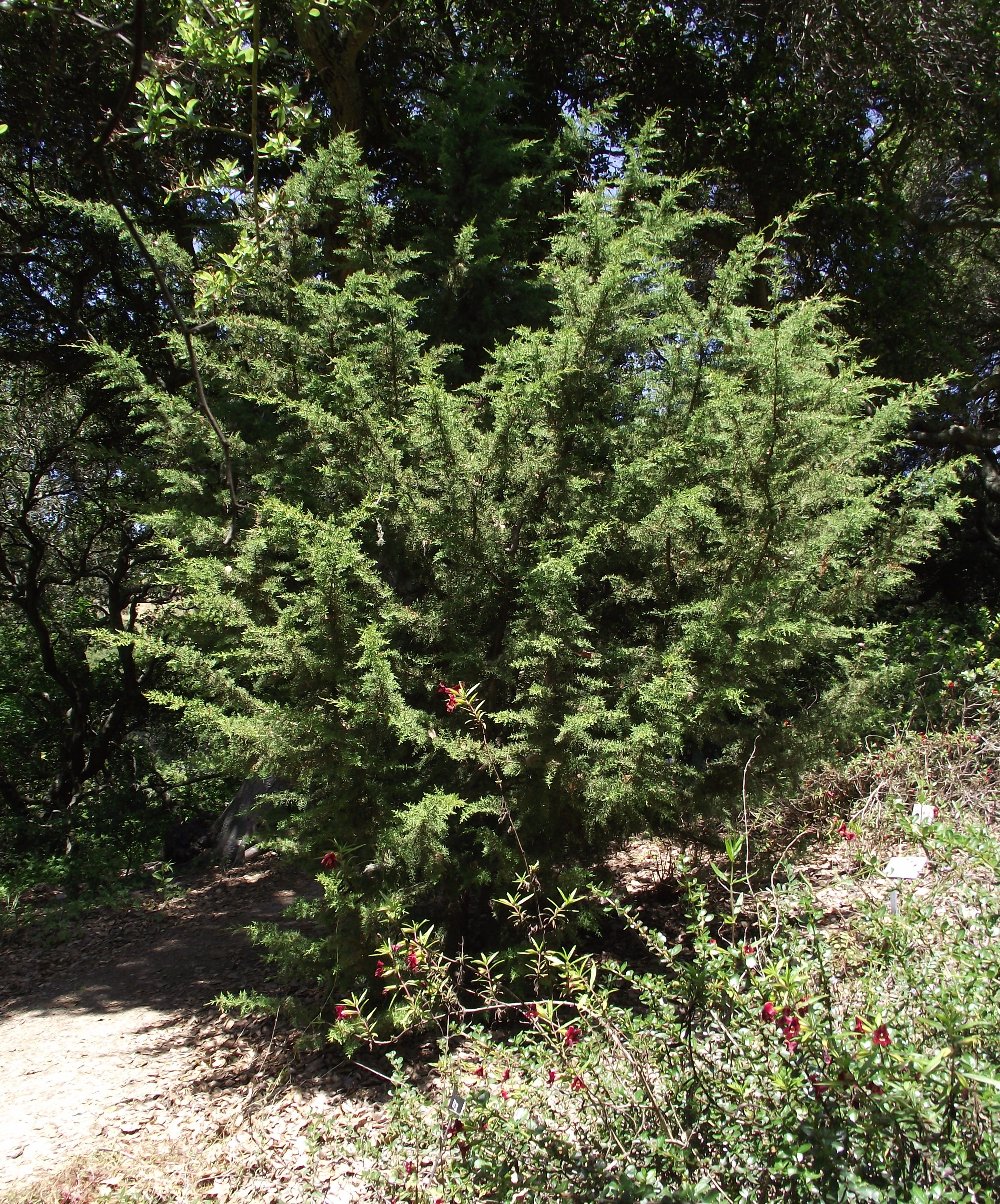 Cupressus goveniana