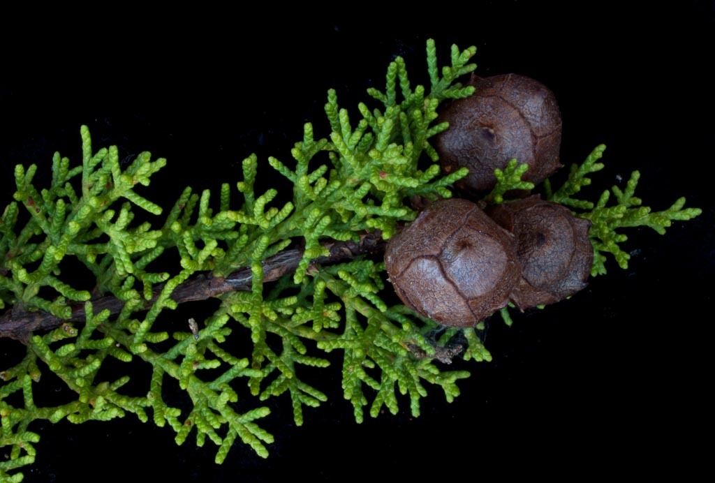 Cupressus goveniana