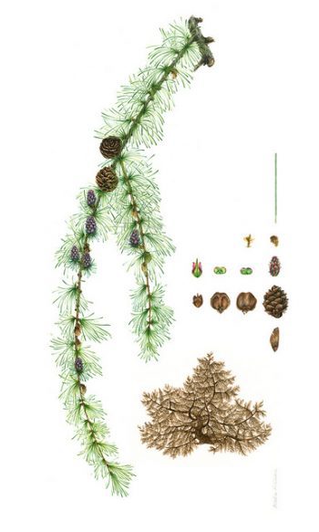 Larix gmelinii