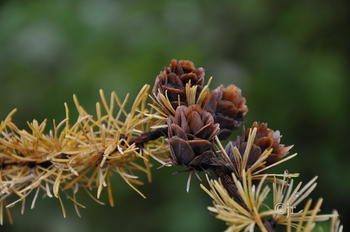 Larix gmelinii