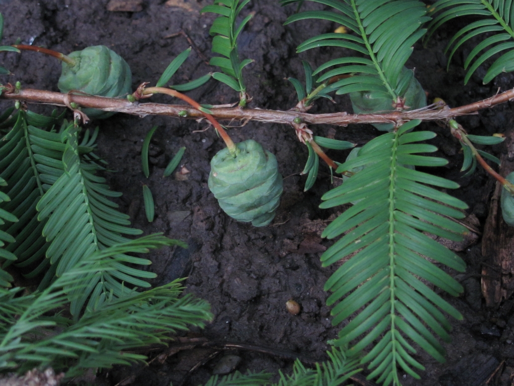 Metasequoia glyptostroboides
