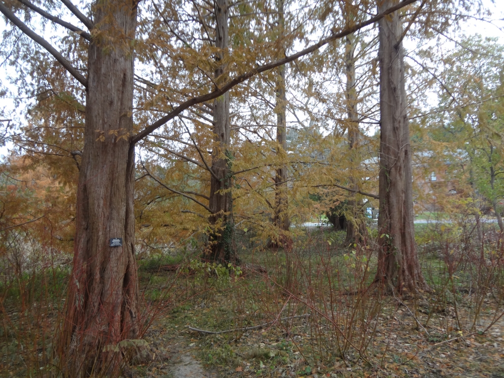 Metasequoia glyptostroboides
