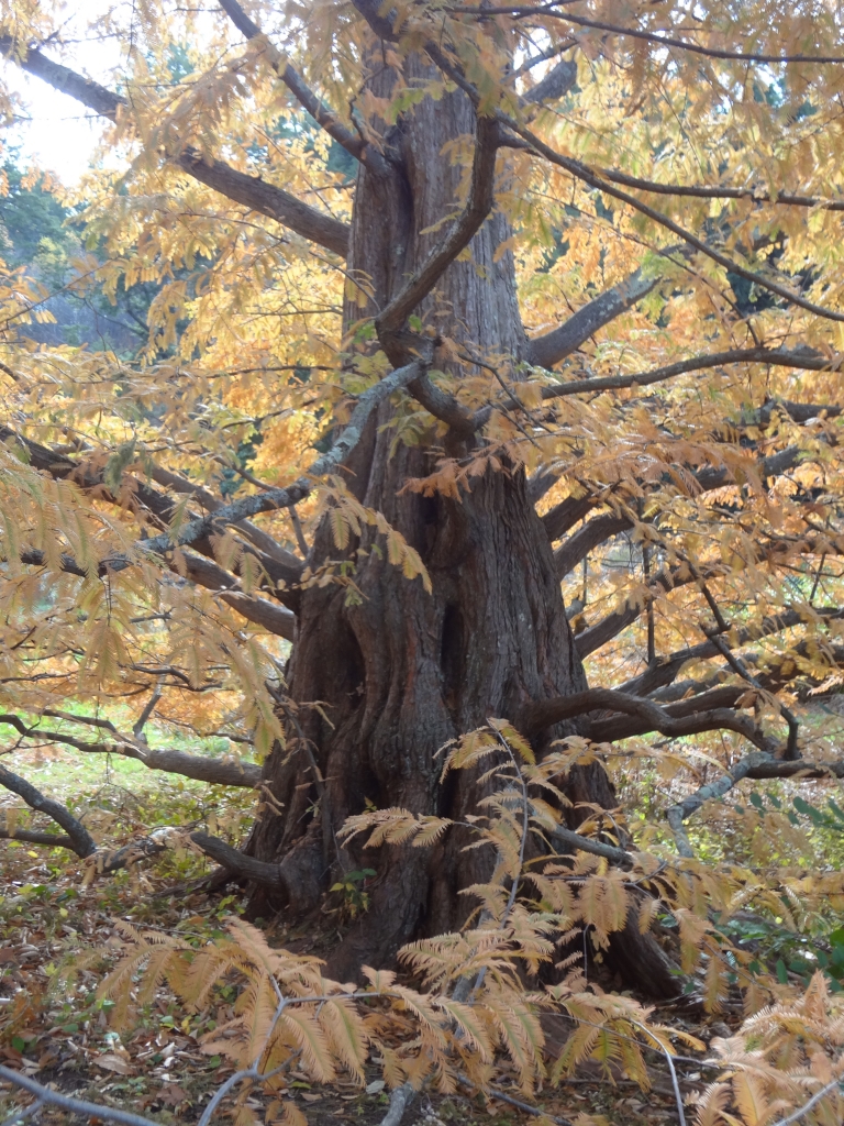 Metasequoia glyptostroboides