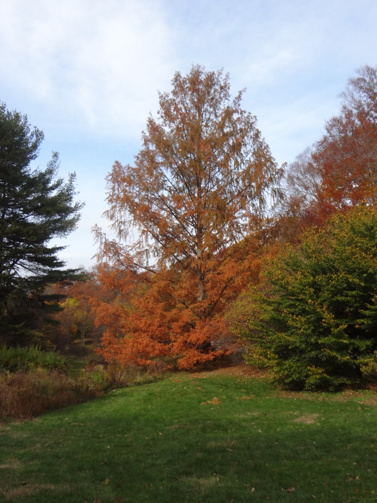 Metasequoia glyptostroboides