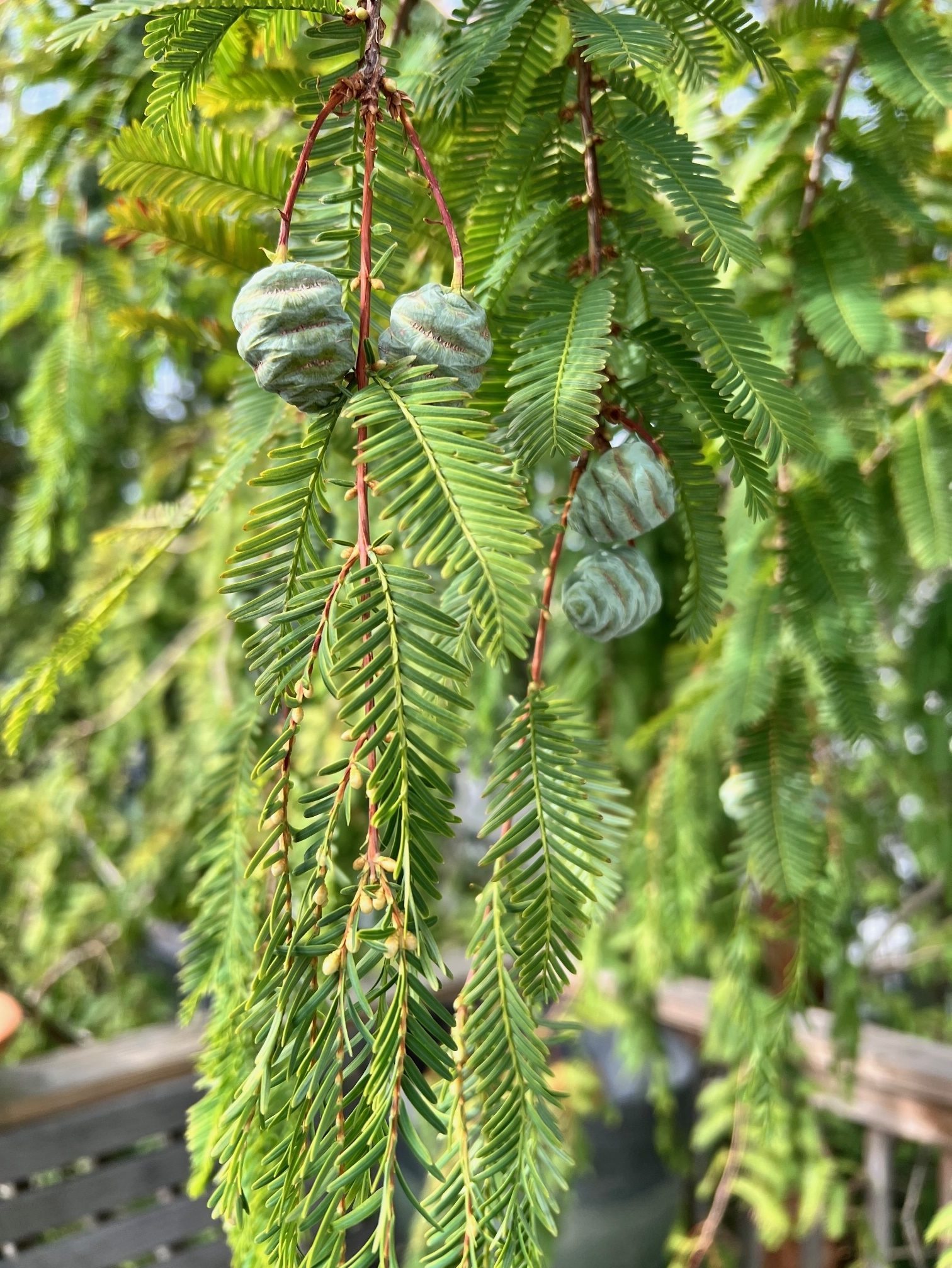 Metasequoia glyptostroboides