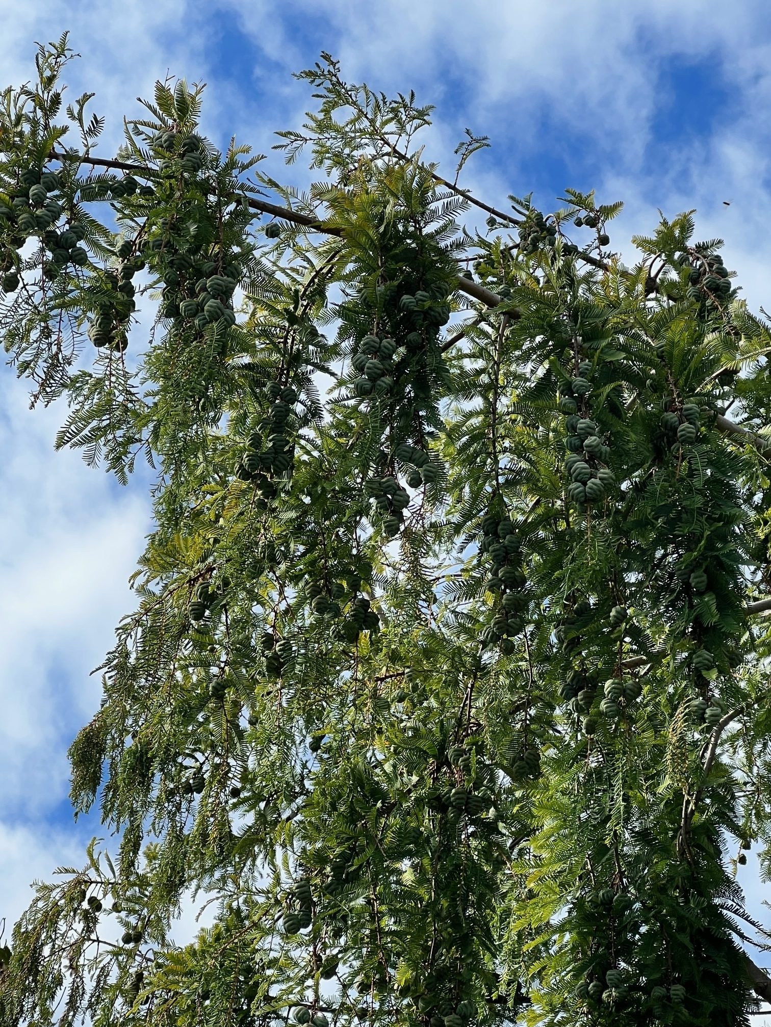 Metasequoia glyptostroboides
