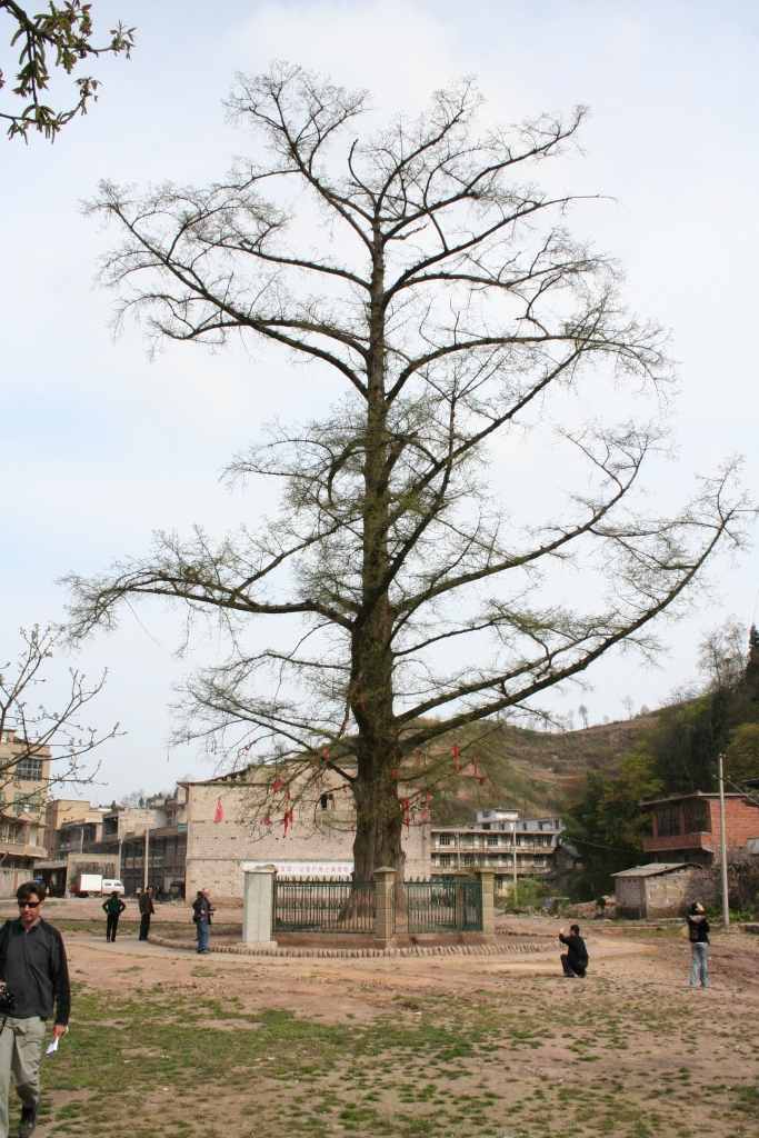 Metasequoia glyptostroboides