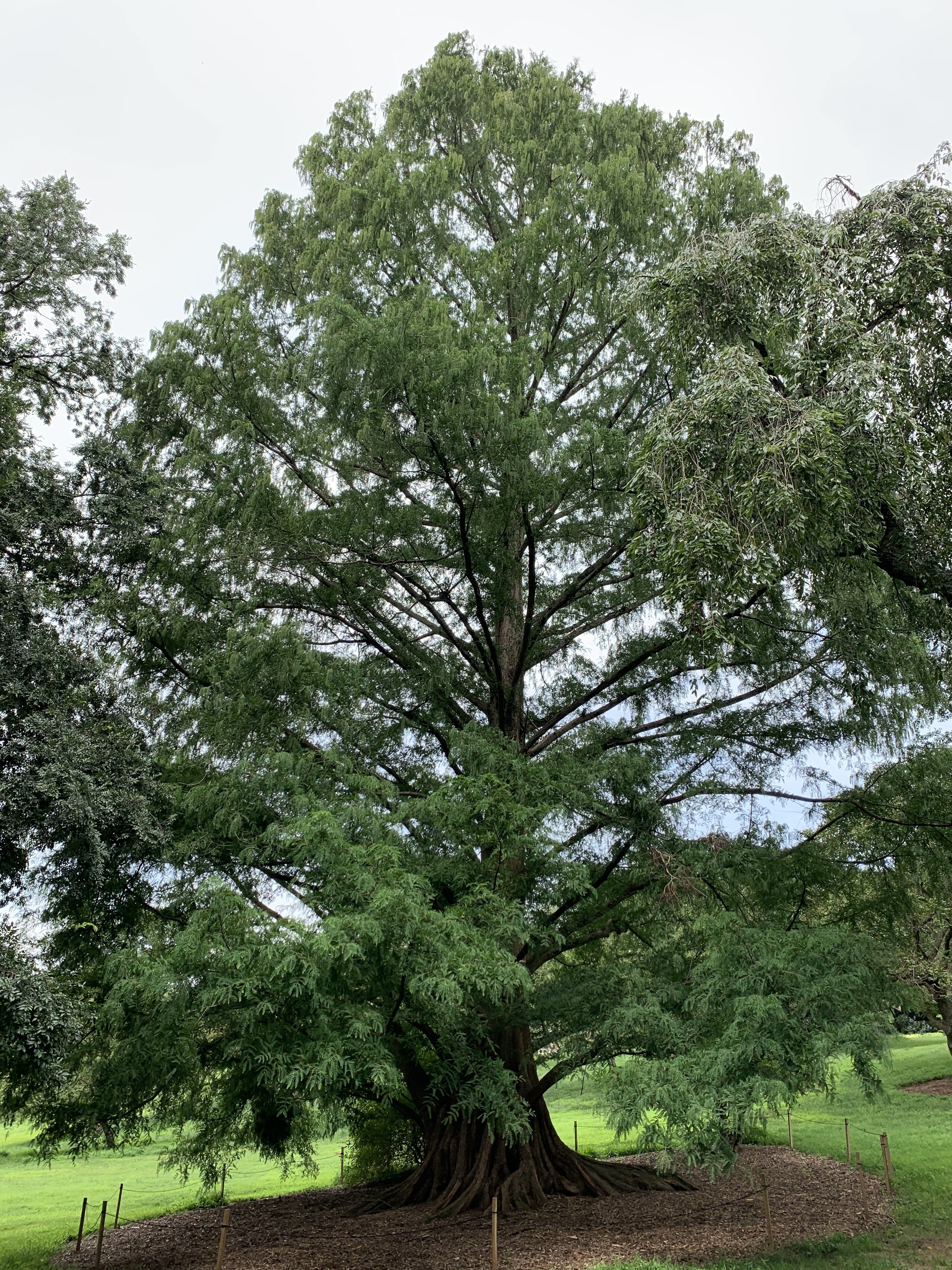 Metasequoia glyptostroboides