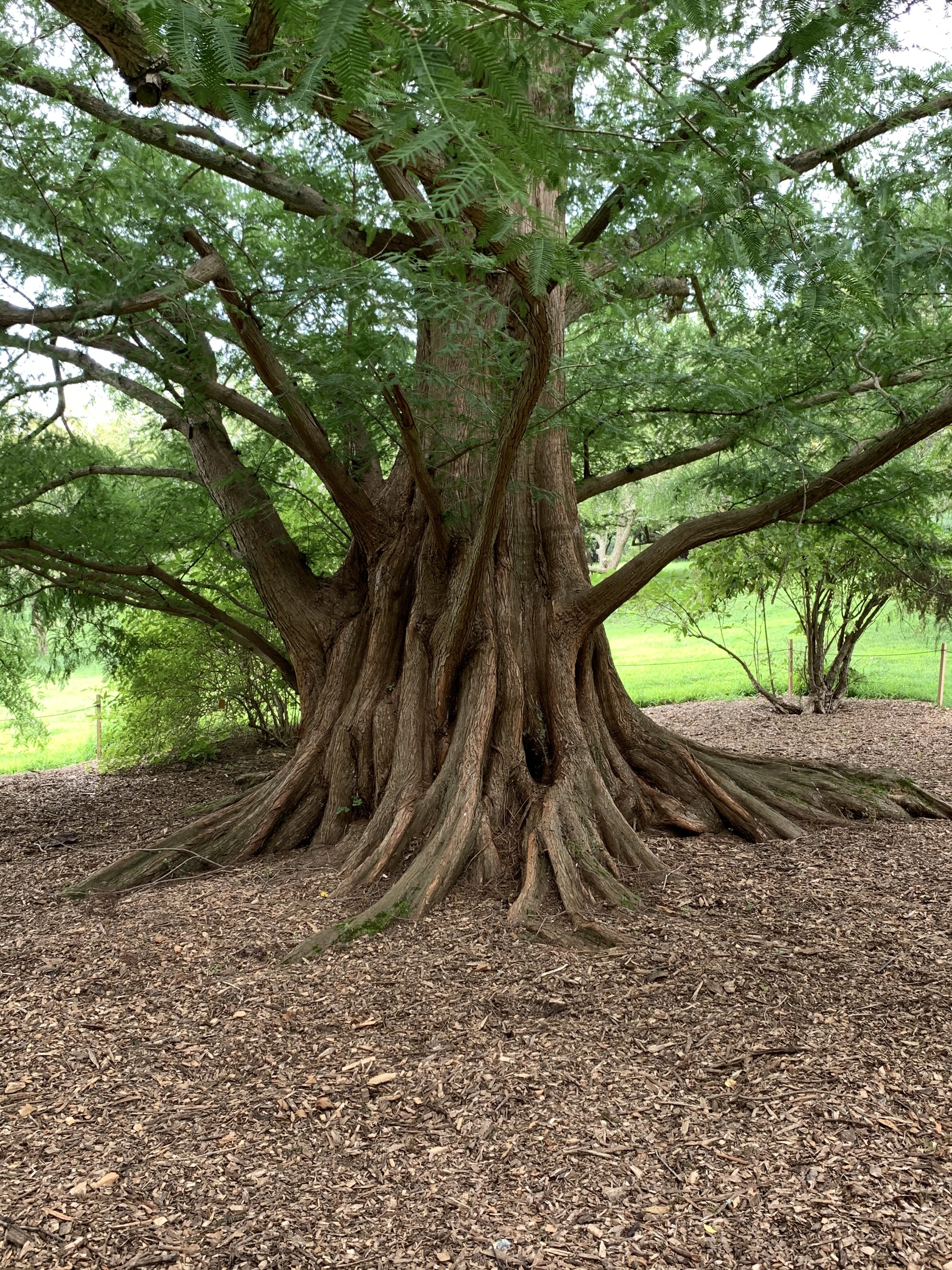 Metasequoia glyptostroboides