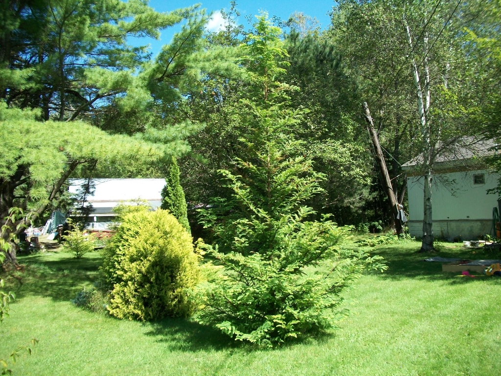 Metasequoia glyptostroboides