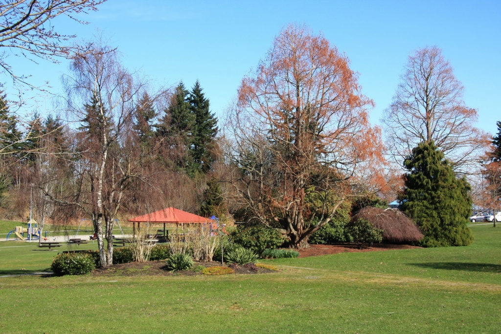 Metasequoia glyptostroboides