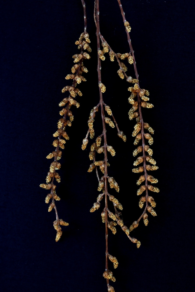 Metasequoia glyptostroboides