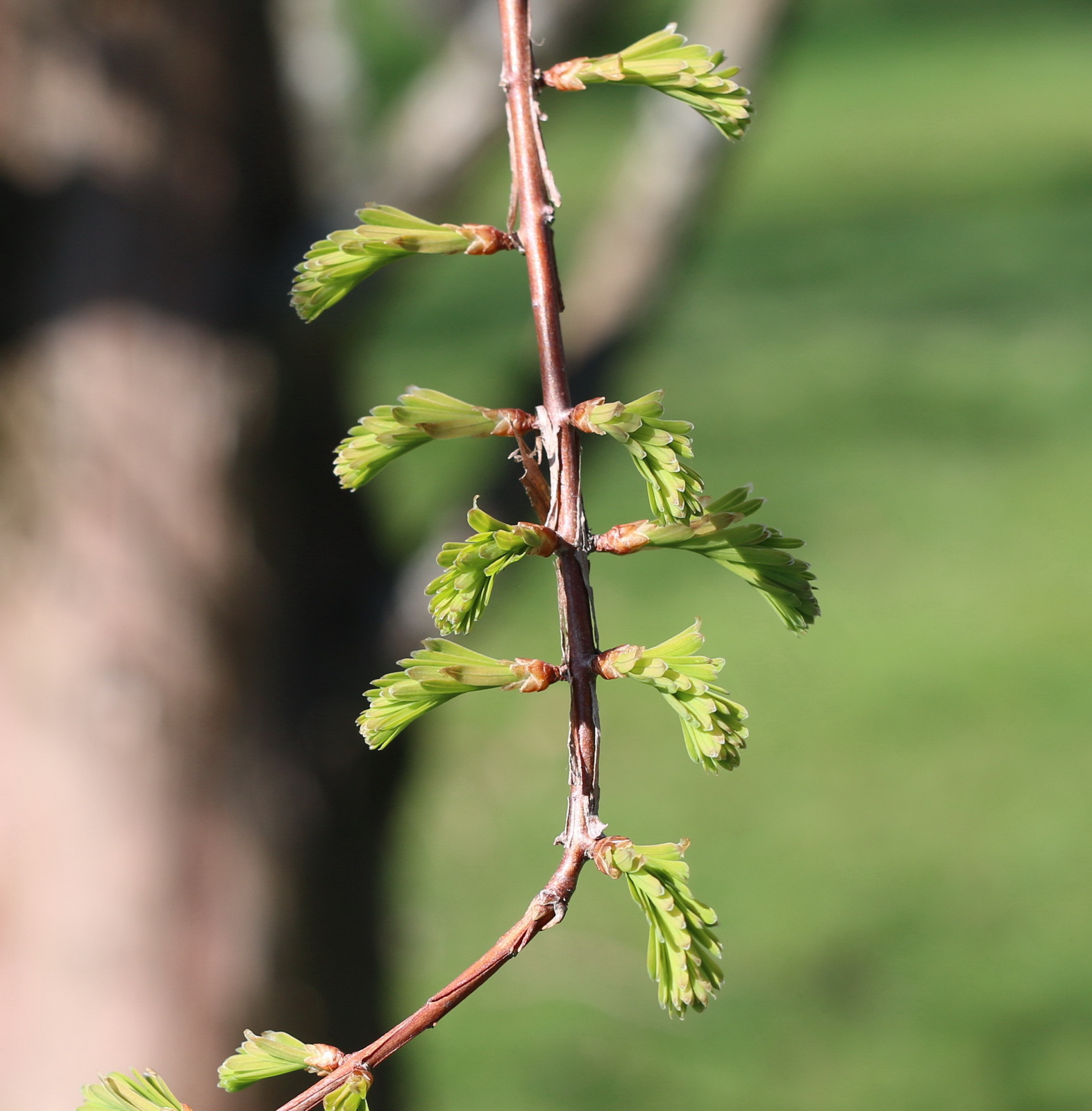 Metasequoia glyptostroboides