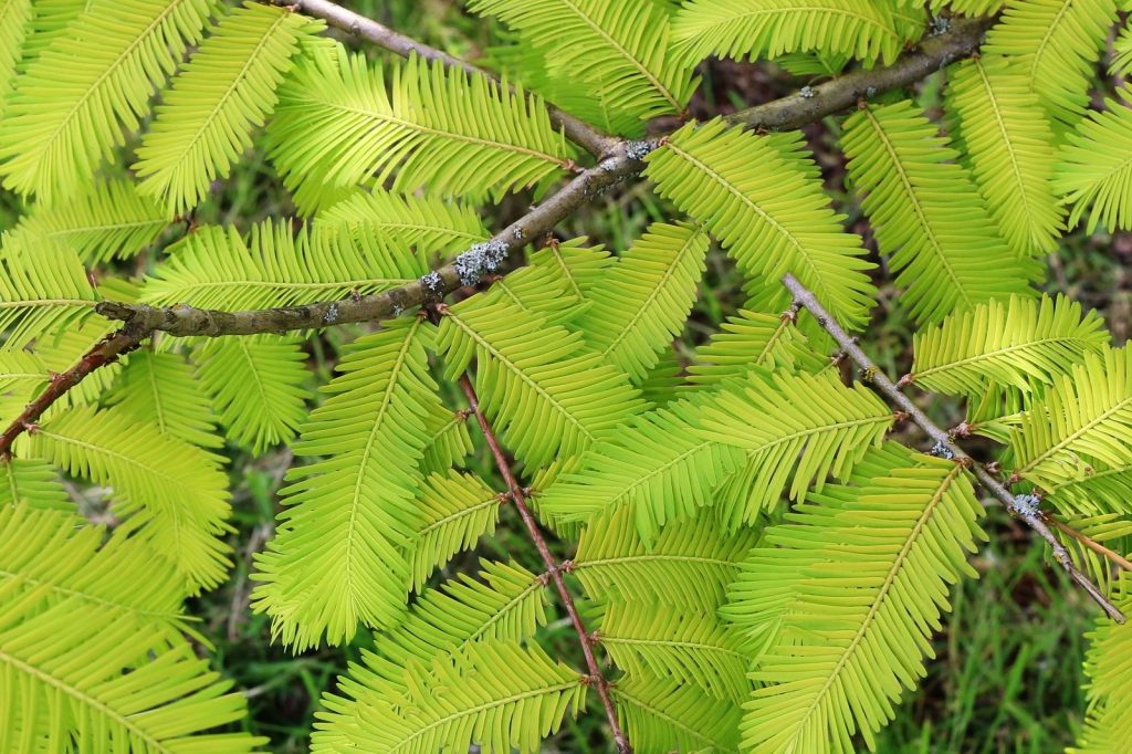 Metasequoia glyptostroboides