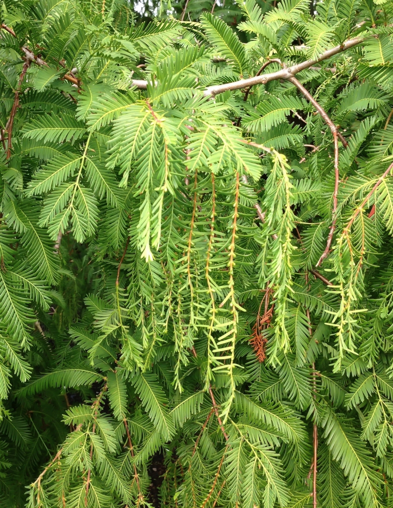 Metasequoia glyptostroboides